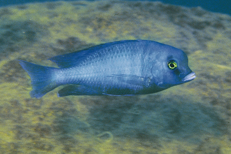 Cyrtocara moorii 'Ngara'